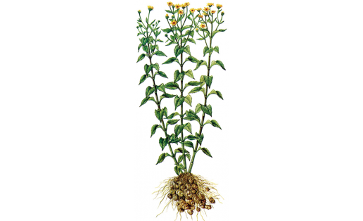 Топинамбур (Helianthus tuberosus)