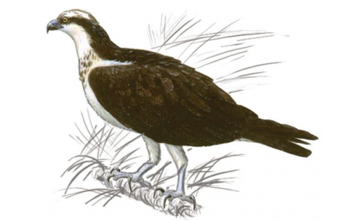 Скопа (Pandion haliaetus)