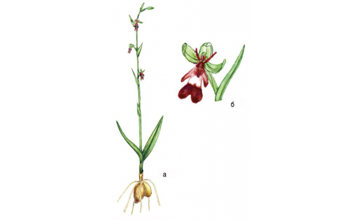 Офрис насекомоносная (Ophrys insectifera): а — растение; б — цветок