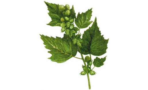 Дурнишник обыкновенный (Xanthium strumarium)