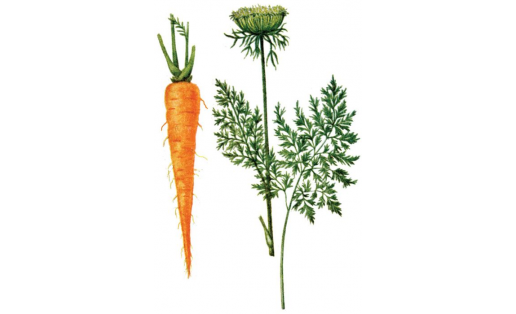Сәсеү кишере (Daucus sativa)