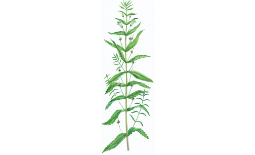 Дарыулы ҡырлут (Gratiola officinalis)