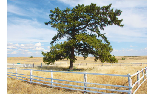 Великовозрастная лиственница (памятник природы). Хайбуллинский р-н Overgrown larch (natural monument). Khaybullinsky Raion