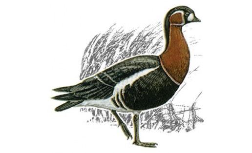 Казарка краснозобая (Rufibrenta ruficollis)