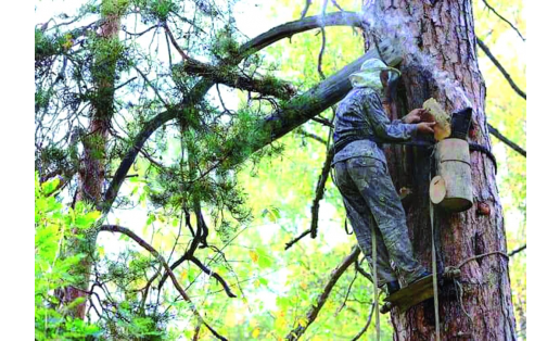Бортничество в заповеднике “Башкирский" Bee-keeping in the Bashkirsky nature reserve