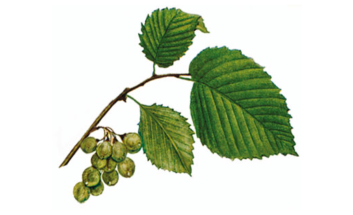 Вяз гладкий (Ulmus laevis)