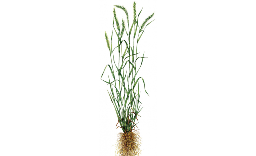 Пырейник сибирский (Elymus sibiricus)