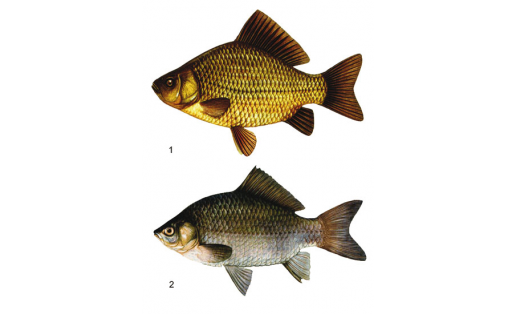 Табан балыҡ: 1 — алтын табан балыҡ (Carassius carassius); 2 — көмөш табан балыҡ (Carassius auratus gibelio)