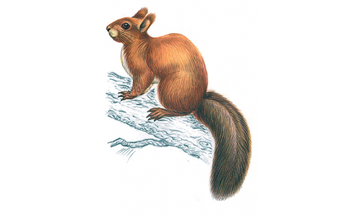 Тейен (Sciurus vulgaris)