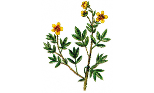 Курильский чай кустарниковый (Pentaphylloides fruticosa)