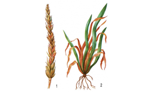 Фузариумдар: 1 – бойҙай башағындағы ҡыяҡлылар фузариумы (Fusarium graminearum); 2 – ужым арышы шытымдарында йомшаҡ фузариум (Fusarium nevale)