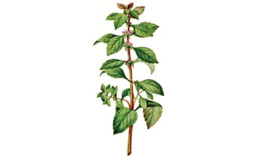 Мята полевая (Mentha arvensis)