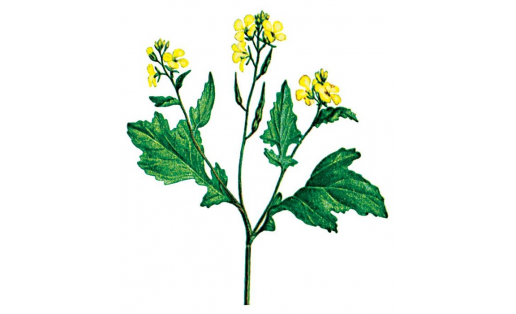 Горчица полевая (Sinapis arvensis)