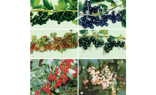 Ҡарағат (Ribes). Ҡара ҡарағаттың (Ribes nigrum): 1 — Валовая, 2 — Караидель; һары ҡарағаттың (Ribes aureum): 3 — Ляйсан, 4 — Шафак; ҡыҙыл ҡарағаттың (Ribes rubrum): 5 — Натали, 6 — Смольяниновская сорттары
