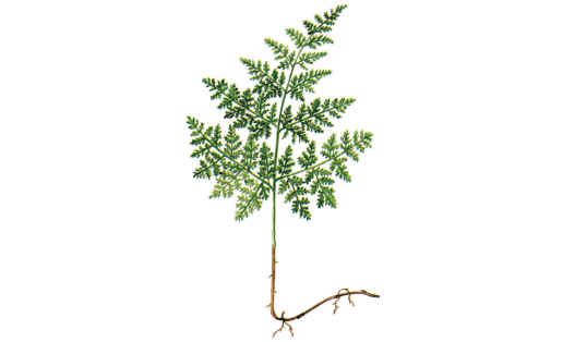 Пузырник горный (Rhizomatopteris montana)