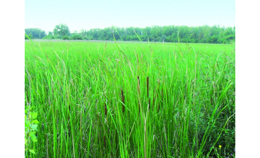 Низинные луга Lowland meadows