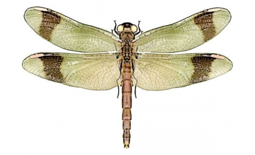 Стрекоза перевязанная (Sympetrum pedemontanum)
