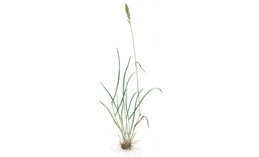 Өркә (Anthoxanthum oboratum)