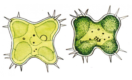 Өс сәнскәкле истмохлорон (Isthmochloron trispinatum)