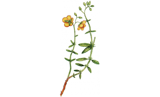 Солнцецвет монетный (Helianthemum nummularium)