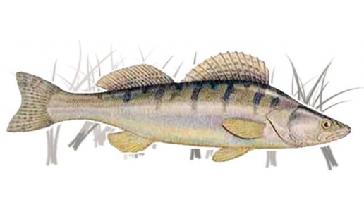 Һыла (Stizostedion lucioperca)