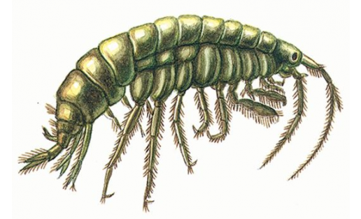Күл ҡырын йөҙөүсеһе (Gammarus lacustris)