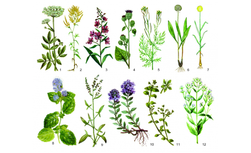 Пищевые растения: 1 — дудник лесной (Angelica sylvestris); 2 — горец альпийский (Polygonum alpinum); 3 — иван‑чай узколистный (Chamerion angustifolium); 4 — лопух войлочный (Arctium tomentosum); 5 — дескурайния Софьи (Descurainia sophia); 6 — лук черемша (Allium  mycrodyction); 7 — лук косой (Allium obliquum); 8 — мята водная (Mentha aquatica); 9 — щавель воробьиный (Rumex acetosella); 10 — тимьян ползучий (Thymus serpyllum); 11 — звездчатка средняя (Stellaria media); 12 — котовник украинский (Nepeta ucrainica)