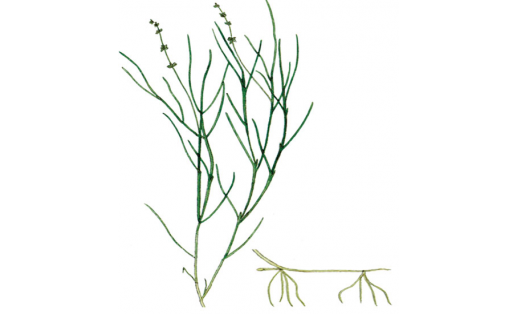 Ептәй һыу үләне (Potamogeton filiformis)
