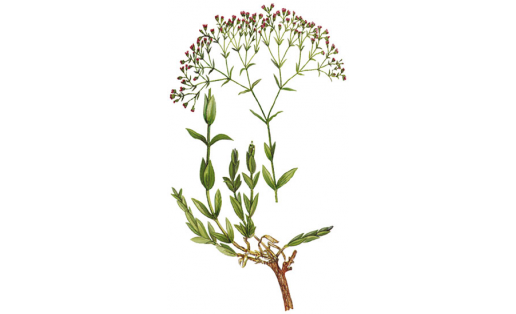 Теҙмә ҡамғаҡ (Gypsophila perfoliata)