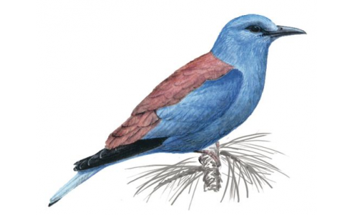 Сизоворонка (Coracias garrulus)