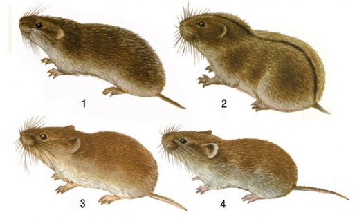 Ҡыр сысҡандары: 1 — тар башлы ҡыр сысҡаны (Microtus gregalis); 2 — дала ала сысҡаны (Lagurus lagurus); 3 — ҡыҙыл ҡыр сысҡаны (Clethrionomys rutilus); 4 — ерән ҡыр сысҡаны (Clethrionomys glareolus)