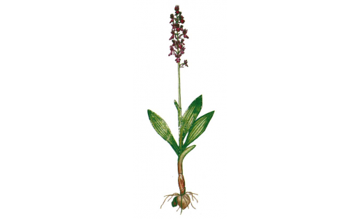 Ир әшәлсәһе (Orchis mascula)