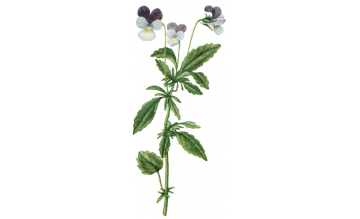 Ала миләүшә (Viola tricolor)