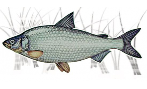 Пелядь (Coregonus peled)