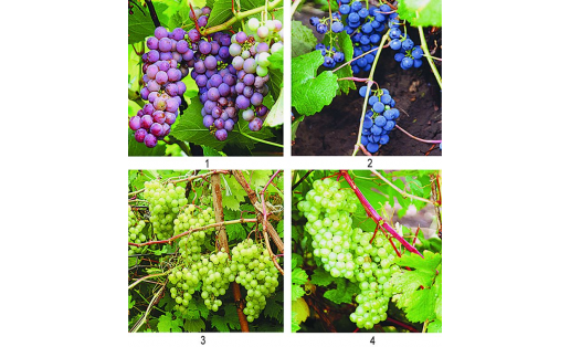 Виноград культурный (Vitis vinifera). Сорта: 1 — Александр; 2— Башкирский; 3— Мадлен Ананасный; 4— Юбилейный Cultivated grapes (Vitis vinifera). Grades: 1 — Alexander; 2 — Bashkir; 3 — Madeleine Pineapple; 4 — Jubilee