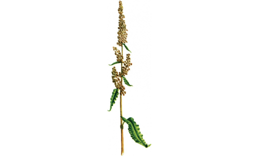 Эт ҡуҙғалағы (Rumex crispus)