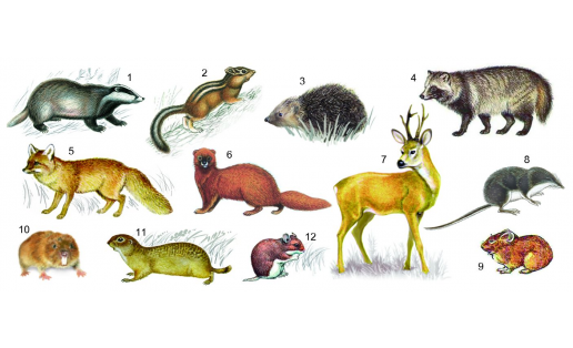 Млекопитающие: 1 — барсук (Meles meles), 2 — бурундук (Tamias sibiricus); 3 — восточноевро‑ пейский ёж (Erinaceus concolor); 4 — енотовидная собака (Nyctereutes procyonoides); 5 — корсак (Vulpes corsak); 6 — колонок (Mustela sibirica); 7 — косуля сибирская (Capreolus pygargus); 8 — кутора водяная (Neomys fodiens); 9 — пищуха степная (Ochotona pusilla); 10 — слепушонка обыкновенная (Ellobius talpinus); 11 — суслик малый (Spermophilus pygmaeus); 12 — хомячок Эверсманна (Allocricetulus eversmanni) Mammals: 1 – badger (Meles meles); 2 – chipmunk (Tamias sibiricus); 3 – Eastern European hedgehog (Erinaceus concolor); 4 – raccoon dog (Nyctereutes procyonoides); 5 – corsac fox (Vulpes corsak); 6 – Siberian weasel (Mustela sibirica); 7 – Siberian roe deer (Capreolus pygargus); 8 – water canter (Neomys fodiens); 9 – steppe pika (Ochotona pusilla); 10 – northern mole vole (Ellobius talpinus); 11 – little ground squirrel (Spermophilus pygmaeus); 12 – Eversmann’s hamster (Allocricetulus eversmanni)