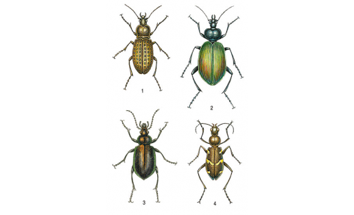 Бызылдауыҡтар: 1 — бөртөклө бызылдауыҡ (Carabus granulatus); 2 — еҙ ҡуңыҙ (Calosoma sycophanta); 3 — бронза ҡуңыҙ (Calosoma inguisitor); 4 — урман йүгереге (Cicindela silvatica)