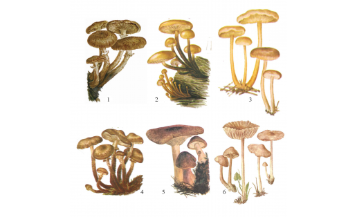Опята: 1‒ опёнок настоящий (Armillaria mellea); 2 ‒ опёнок зимний (Flammulina velutipes); 3 ‒ опёнок весенний (Gymnopus dryophilus); 4 ‒ опёнок летний (Kuehneromyces mutabilis); 5 ‒ опёнок жёлто-красный (Tricholomopsis rutilans); 6 ‒ опёнок луговой (Marasmius oreades)