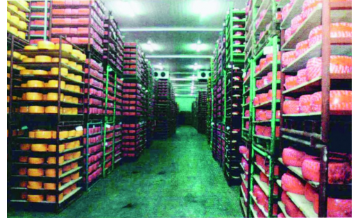 Белебеевский молочный комбинат. Сырохранилище Belebey Dairy Plant. Cheese storage