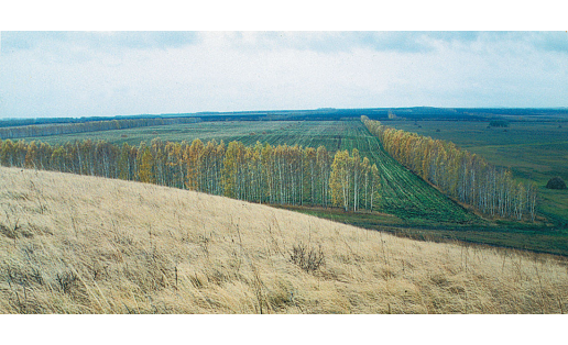 Лесные полосы в окрестностях оз.Асылыкуль