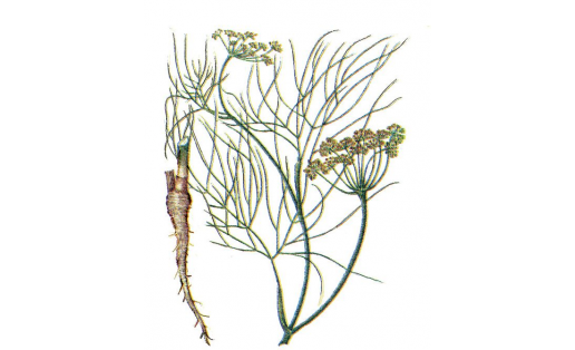 Фенхель обыкновенный (Foeniculum vulgare)