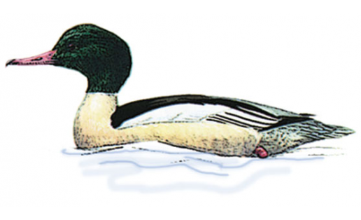 Ҡушы өйрәк (Mergus merganser)