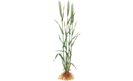 Ячмень посевной (Hordeum sativum)