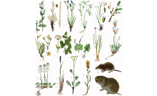 Реликттар: 1 – эре юшан (Veronica urticifolia); 2 – баргузин әреме (Artemisia bargusinensis); 3 – ятыусан бабасыр уты (Gentiana decumbens); 4 – ҡырҡһабаҡ кәрешкә (Vicia multicaulis); 5 – кавказ күрәне (Carex caucasica); 6 – арктика талы (Salix arctica); 7