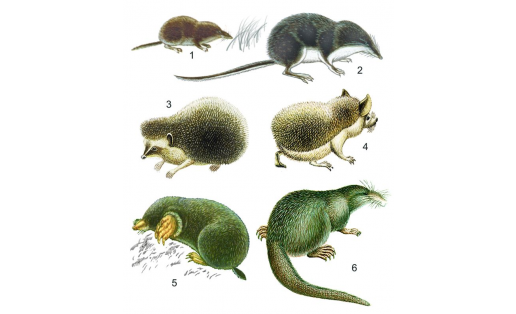 Насекомоядные: 1 — бурозубка крошечная (Sorex minutissimus); 2 — кутора водяная (Neomys fodiens); 3 – ёж обыкновенный (Erinaceus europaeus); 4 — ёж ушастый (Hemiechinus auritus); 5 — крот европейский (Talpa europaea); 6 — выхухоль русская (Desmana moschata) Insectivores: 1 — Eurasian least shrew (Sorex minutissimus); 2 — water shrew (Neomus fodiens); 3 — common hedgehog (Erinaceus europaeus); 4 — long- eared hedgehog (Hemiechinus auritus); 5 — European mole (Talpa europaea); 6 — Russian desman (Desmana moschata)