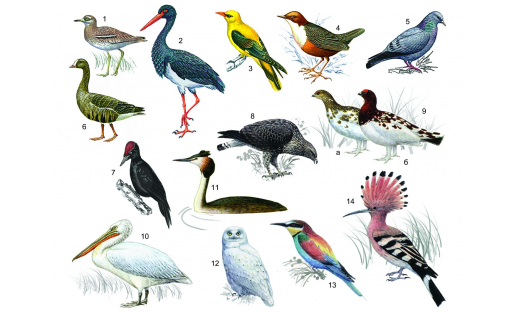 Птицы: 1 — авдотка (Burhinus oedicnemus); 2 — аист чёрный (Ciconia nigra); 3 — иволга (Oriolus oriolus); 4 — оляпка (Cinclus cinclus); 5 — клинтух (Columba oenas); 6 — гусь малый белолобый (Anser erythropus); 7 — дятел чёрный (Dryocopus martius); 8 — канюк мохноногий (Buteo lagopus); 9 — куропатка белая (Lagopus lagopus): а – самка, б – самец; 10 — пеликан кудрявый (Pelecanus crispus); 11 — поганка большая (Podiceps cristatus); 12 — сова белая (Nyctea scandiaca), самец; 13 — щурка золотистая (Merops apiaster), самец; 14 — удод (Upupa epops) Birds: 1 – stone curlew (Burhinus oedicnemus); 2 – black stork (Ciconia nigra); 3 – oriole (Oriolus oriolus); 4 – dipper (Cinclus cinclus); 5 – stock dove (Columba oenas); 6 – lessen white-fronted goose (Anser erythropus); 7 – black woodpecker (Dryocopus martius); 8 – ough-legged buzzard (Buteo lagopus); 9 – white partridge (Lagopus lagopus): a – female, b – male; 10 – Dalmatian pelican (Pelecanus crispus); 11 – great grebe (Podiceps cristatus); 12 – snowy owl (Nyctea scandiaca), male; 13 – European bee-eater (Merops apiaster), male; 14 – hoopoe (Upupa epops)