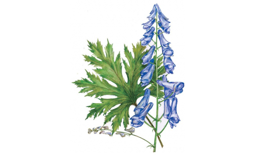 Аконит волкобойный (Aconitum lycoctonum)