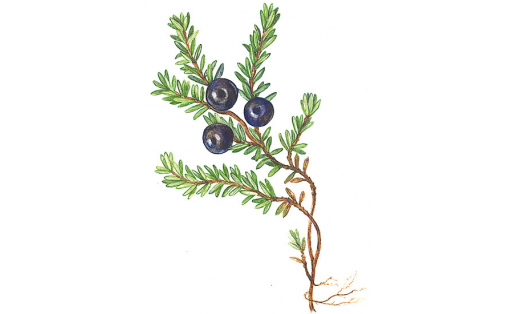 Водяника обоеполая (Empetrum hermaphroditum)