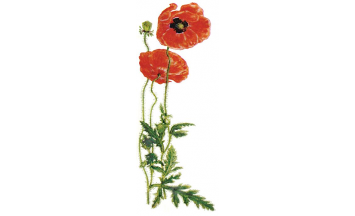 Ҡыр мәге (Papaver rhoeas)